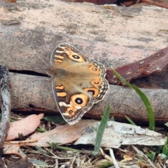 Junonia villida (Meadow Argus) at Mount Ainslie - 22 Apr 2018 by RodDeb