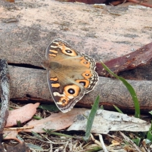 Junonia villida at Mount Ainslie - 22 Apr 2018 12:59 PM