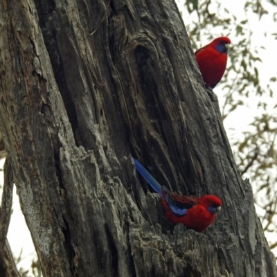 Platycercus elegans (Crimson Rosella) at Majura, ACT - 22 Apr 2018 by RodDeb