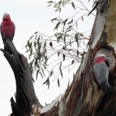 Eolophus roseicapilla (Galah) at Majura, ACT - 22 Apr 2018 by RodDeb