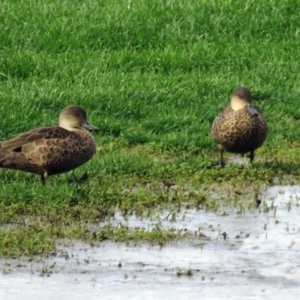 Anas gracilis at Fyshwick, ACT - 22 Apr 2018