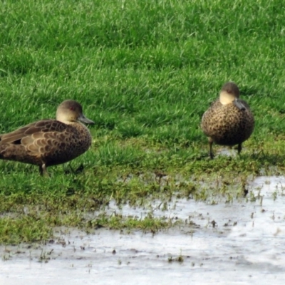 Anas gracilis (Grey Teal) at Fyshwick, ACT - 22 Apr 2018 by RodDeb