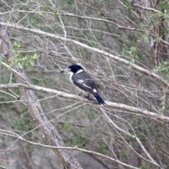 Cracticus torquatus (Grey Butcherbird) at Pambula - 21 Apr 2018 by RossMannell