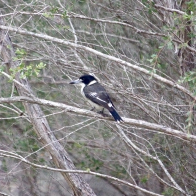 Cracticus torquatus (Grey Butcherbird) at Pambula Beach, NSW - 20 Apr 2018 by RossMannell