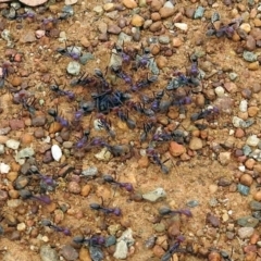 Iridomyrmex purpureus (Meat Ant) at Majura, ACT - 22 Apr 2018 by RodDeb