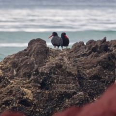 Haematopus fuliginosus (Sooty Oystercatcher) at Pambula - 20 Apr 2018 by RossMannell