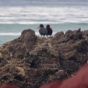 Haematopus fuliginosus at Pambula Beach, NSW - 21 Apr 2018