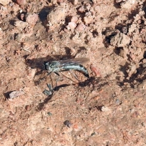 Cerdistus sp. (genus) at Mount Ainslie - 22 Apr 2018 01:14 PM