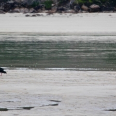 Haematopus longirostris (Australian Pied Oystercatcher) at Pambula - 21 Apr 2018 by RossMannell