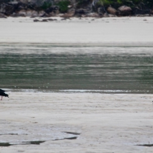 Haematopus longirostris at Pambula Beach, NSW - 21 Apr 2018