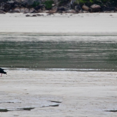 Haematopus longirostris (Australian Pied Oystercatcher) at Pambula Beach, NSW - 21 Apr 2018 by RossMannell