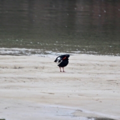 Haematopus longirostris at Pambula Beach, NSW - 21 Apr 2018