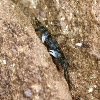 Leptograpsus variegatus (Purple Rock Crab) at Pambula - 20 Apr 2018 by RossMannell