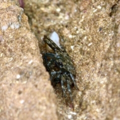 Leptograpsus variegatus at Pambula Beach, NSW - 21 Apr 2018