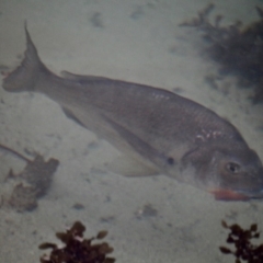 Acanthopagrus butcheri (Black Bream) at Pambula Beach, NSW - 21 Apr 2018 by RossMannell