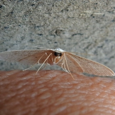 Scopula optivata (Varied Wave) at Macarthur, ACT - 21 Apr 2018 by RodDeb