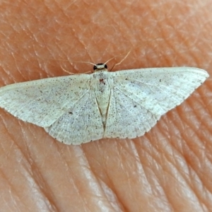 Scopula optivata at Macarthur, ACT - 22 Apr 2018