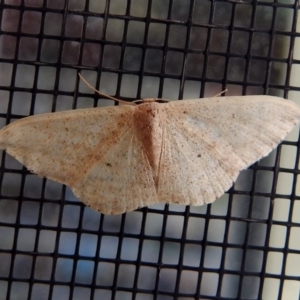 Scopula optivata at Macarthur, ACT - 22 Apr 2018