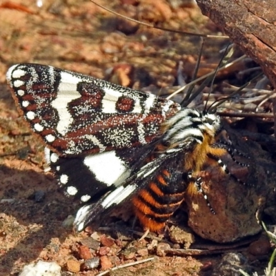 Apina callisto (Pasture Day Moth) at Majura, ACT - 22 Apr 2018 by RodDeb