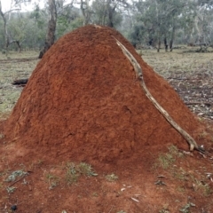 Nasutitermes exitiosus (Snouted termite, Gluegun termite) at Campbell Park Woodland - 22 Apr 2018 by RodDeb