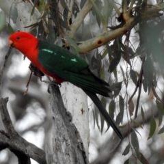 Alisterus scapularis (Australian King-Parrot) at Campbell Park Woodland - 22 Apr 2018 by RodDeb
