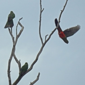 Alisterus scapularis at Majura, ACT - 22 Apr 2018