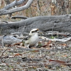 Dacelo novaeguineae (Laughing Kookaburra) at Majura, ACT - 22 Apr 2018 by RodDeb