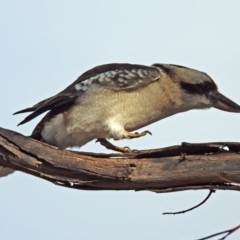 Dacelo novaeguineae (Laughing Kookaburra) at Majura, ACT - 22 Apr 2018 by RodDeb