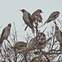 Manorina melanocephala (Noisy Miner) at Majura, ACT - 22 Apr 2018 by RodDeb