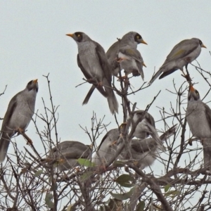 Manorina melanocephala at Majura, ACT - 22 Apr 2018 12:15 PM