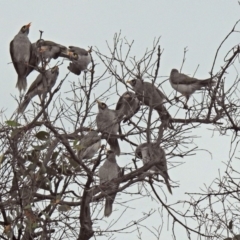 Manorina melanocephala at Majura, ACT - 22 Apr 2018 12:15 PM