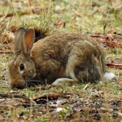 Oryctolagus cuniculus (European Rabbit) at Campbell Park Woodland - 22 Apr 2018 by RodDeb