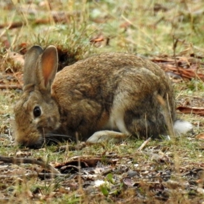 Oryctolagus cuniculus (European Rabbit) at Majura, ACT - 22 Apr 2018 by RodDeb