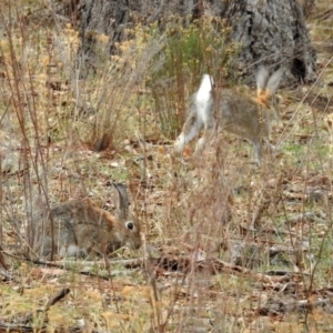 Oryctolagus cuniculus at Majura, ACT - 22 Apr 2018 12:41 PM