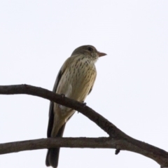 Pachycephala rufiventris (Rufous Whistler) at Higgins, ACT - 1 Apr 2018 by AlisonMilton