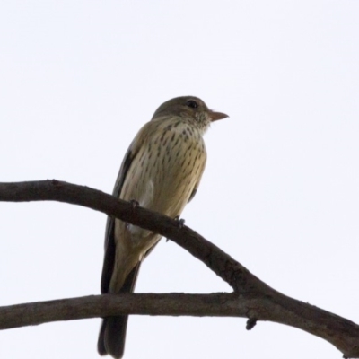 Pachycephala rufiventris (Rufous Whistler) at Higgins, ACT - 1 Apr 2018 by Alison Milton