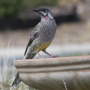 Anthochaera carunculata at Higgins, ACT - 2 Apr 2018 10:37 AM