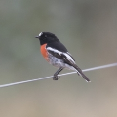 Petroica boodang (Scarlet Robin) at The Pinnacle - 3 Apr 2018 by AlisonMilton