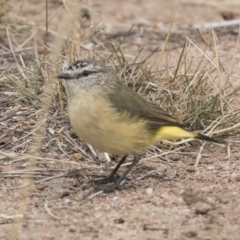 Acanthiza chrysorrhoa (Yellow-rumped Thornbill) at The Pinnacle - 3 Apr 2018 by AlisonMilton