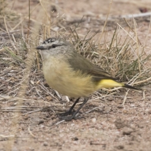 Acanthiza chrysorrhoa at The Pinnacle - 3 Apr 2018 10:51 AM