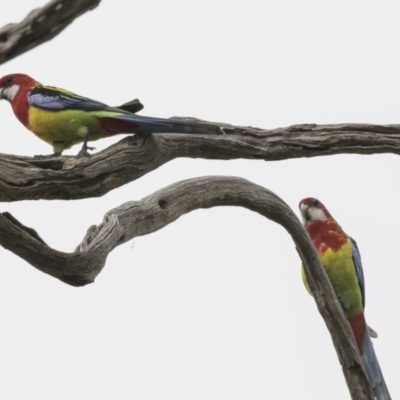 Platycercus eximius (Eastern Rosella) at Hawker, ACT - 3 Apr 2018 by Alison Milton