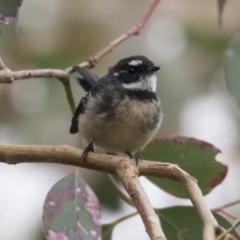 Rhipidura albiscapa (Grey Fantail) at Hawker, ACT - 3 Apr 2018 by AlisonMilton