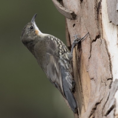 Cormobates leucophaea (White-throated Treecreeper) at The Pinnacle - 3 Apr 2018 by AlisonMilton