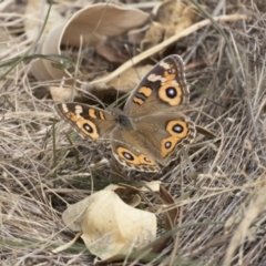 Junonia villida (Meadow Argus) at The Pinnacle - 3 Apr 2018 by AlisonMilton