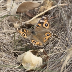 Junonia villida at The Pinnacle - 3 Apr 2018 10:58 AM