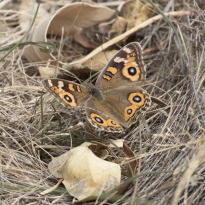 Junonia villida (Meadow Argus) at The Pinnacle - 3 Apr 2018 by Alison Milton