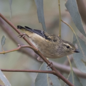 Pardalotus punctatus at The Pinnacle - 3 Apr 2018 11:55 AM