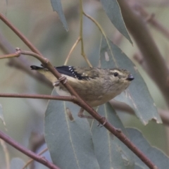 Pardalotus punctatus at The Pinnacle - 3 Apr 2018