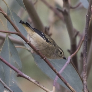 Pardalotus punctatus at The Pinnacle - 3 Apr 2018