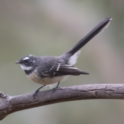 Rhipidura albiscapa (Grey Fantail) at The Pinnacle - 3 Apr 2018 by AlisonMilton